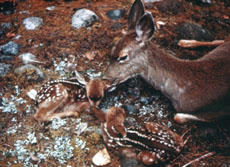 Painting of favorite deer by Enid Nordlund [date unknown]